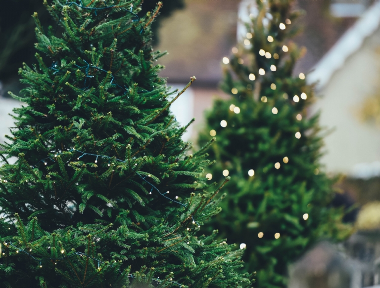 1. Christmas Trees Popularised in the UK During the 19th-Century