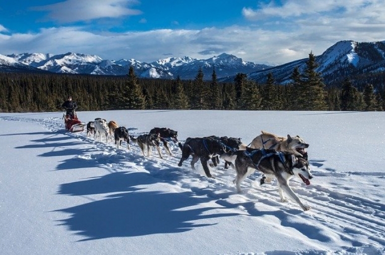 Dog Sledding in Vallandry: La Grande Odyssee Savoie Mont Blanc